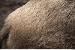 Photo Textures of Animals Skin